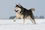 SIBERIAN HUSKY 216